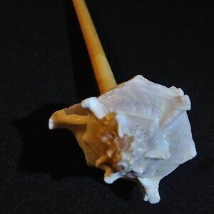 Shell Hairstick